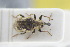  (Bagoinae - GBOLRL1058)  @14 [ ] CreativeCommons - Attribution Non-Commercial Share-Alike (2016) SNSB, Staatliche Naturwissenschaftliche Sammlungen Bayerns ZSM (SNSB, Zoologische Staatssammlung Muenchen)