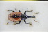  (Dorytomus dorsalis - GBOLRL1070)  @11 [ ] CreativeCommons - Attribution Non-Commercial Share-Alike (2016) SNSB, Staatliche Naturwissenschaftliche Sammlungen Bayerns ZSM (SNSB, Zoologische Staatssammlung Muenchen)