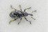  ( - GBOLRL1073)  @11 [ ] CreativeCommons - Attribution Non-Commercial Share-Alike (2016) SNSB, Staatliche Naturwissenschaftliche Sammlungen Bayerns ZSM (SNSB, Zoologische Staatssammlung Muenchen)