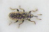 ( - GBOLRL1079)  @11 [ ] CreativeCommons - Attribution Non-Commercial Share-Alike (2016) SNSB, Staatliche Naturwissenschaftliche Sammlungen Bayerns ZSM (SNSB, Zoologische Staatssammlung Muenchen)