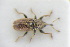  ( - GBOLRL1080)  @11 [ ] CreativeCommons - Attribution Non-Commercial Share-Alike (2016) SNSB, Staatliche Naturwissenschaftliche Sammlungen Bayerns ZSM (SNSB, Zoologische Staatssammlung Muenchen)