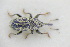  ( - GBOLRL1081)  @11 [ ] CreativeCommons - Attribution Non-Commercial Share-Alike (2016) SNSB, Staatliche Naturwissenschaftliche Sammlungen Bayerns ZSM (SNSB, Zoologische Staatssammlung Muenchen)