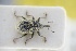  ( - GBOLRL1087)  @11 [ ] CreativeCommons - Attribution Non-Commercial Share-Alike (2016) SNSB, Staatliche Naturwissenschaftliche Sammlungen Bayerns ZSM (SNSB, Zoologische Staatssammlung Muenchen)