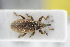  ( - GBOLRL1091)  @11 [ ] CreativeCommons - Attribution Non-Commercial Share-Alike (2016) SNSB, Staatliche Naturwissenschaftliche Sammlungen Bayerns ZSM (SNSB, Zoologische Staatssammlung Muenchen)