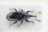  (Baris analis - GBOLRL1113)  @11 [ ] CreativeCommons - Attribution Non-Commercial Share-Alike (2016) SNSB, Staatliche Naturwissenschaftliche Sammlungen Bayerns ZSM (SNSB, Zoologische Staatssammlung Muenchen)