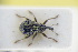  (Scleropterus - GBOLRL1115)  @11 [ ] CreativeCommons - Attribution Non-Commercial Share-Alike (2016) SNSB, Staatliche Naturwissenschaftliche Sammlungen Bayerns ZSM (SNSB, Zoologische Staatssammlung Muenchen)