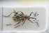  (Poophagus hopffgarteni - GBOLRL1116)  @11 [ ] CreativeCommons - Attribution Non-Commercial Share-Alike (2016) SNSB, Staatliche Naturwissenschaftliche Sammlungen Bayerns ZSM (SNSB, Zoologische Staatssammlung Muenchen)