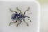  ( - GBOLRL1122)  @11 [ ] CreativeCommons - Attribution Non-Commercial Share-Alike (2016) SNSB, Staatliche Naturwissenschaftliche Sammlungen Bayerns ZSM (SNSB, Zoologische Staatssammlung Muenchen)