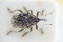 (Ceutorhynchus sophiae - GBOLRL1124)  @11 [ ] CreativeCommons - Attribution Non-Commercial Share-Alike (2016) SNSB, Staatliche Naturwissenschaftliche Sammlungen Bayerns ZSM (SNSB, Zoologische Staatssammlung Muenchen)