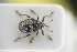  ( - GBOLRL1131)  @11 [ ] CreativeCommons - Attribution Non-Commercial Share-Alike (2016) SNSB, Staatliche Naturwissenschaftliche Sammlungen Bayerns ZSM (SNSB, Zoologische Staatssammlung Muenchen)