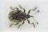  (Ranunculiphilus - GBOLRL1134)  @11 [ ] CreativeCommons - Attribution Non-Commercial Share-Alike (2016) SNSB, Staatliche Naturwissenschaftliche Sammlungen Bayerns ZSM (SNSB, Zoologische Staatssammlung Muenchen)