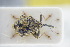  ( - GBOLRL1137)  @11 [ ] CreativeCommons - Attribution Non-Commercial Share-Alike (2016) SNSB, Staatliche Naturwissenschaftliche Sammlungen Bayerns ZSM (SNSB, Zoologische Staatssammlung Muenchen)