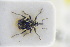  (Ceutorhynchus magnini - GBOLRL1140)  @11 [ ] CreativeCommons - Attribution Non-Commercial Share-Alike (2016) SNSB, Staatliche Naturwissenschaftliche Sammlungen Bayerns ZSM (SNSB, Zoologische Staatssammlung Muenchen)