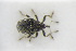  (Ceutorhynchus euphorbiae - GBOLRL1141)  @11 [ ] CreativeCommons - Attribution Non-Commercial Share-Alike (2016) SNSB, Staatliche Naturwissenschaftliche Sammlungen Bayerns ZSM (SNSB, Zoologische Staatssammlung Muenchen)