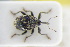 ( - GBOLRL1142)  @11 [ ] CreativeCommons - Attribution Non-Commercial Share-Alike (2016) SNSB, Staatliche Naturwissenschaftliche Sammlungen Bayerns ZSM (SNSB, Zoologische Staatssammlung Muenchen)