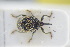 ( - GBOLRL1144)  @11 [ ] CreativeCommons - Attribution Non-Commercial Share-Alike (2016) SNSB, Staatliche Naturwissenschaftliche Sammlungen Bayerns ZSM (SNSB, Zoologische Staatssammlung Muenchen)