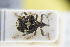  (Mogulones andreae - GBOLRL1149)  @11 [ ] CreativeCommons - Attribution Non-Commercial Share-Alike (2016) SNSB, Staatliche Naturwissenschaftliche Sammlungen Bayerns ZSM (SNSB, Zoologische Staatssammlung Muenchen)