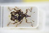  ( - GBOLRL1150)  @11 [ ] CreativeCommons - Attribution Non-Commercial Share-Alike (2016) SNSB, Staatliche Naturwissenschaftliche Sammlungen Bayerns ZSM (SNSB, Zoologische Staatssammlung Muenchen)