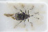  (Sirocalodes mixtus - GBOLRL1154)  @11 [ ] CreativeCommons - Attribution Non-Commercial Share-Alike (2016) SNSB, Staatliche Naturwissenschaftliche Sammlungen Bayerns ZSM (SNSB, Zoologische Staatssammlung Muenchen)