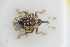  (Trichosirocalus hassicus - GBOLRL1155)  @11 [ ] CreativeCommons - Attribution Non-Commercial Share-Alike (2016) SNSB, Staatliche Naturwissenschaftliche Sammlungen Bayerns ZSM (SNSB, Zoologische Staatssammlung Muenchen)