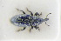  ( - GBOLRL1164)  @11 [ ] CreativeCommons - Attribution Non-Commercial Share-Alike (2016) SNSB, Staatliche Naturwissenschaftliche Sammlungen Bayerns ZSM (SNSB, Zoologische Staatssammlung Muenchen)
