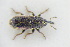  ( - GBOLRL1167)  @11 [ ] CreativeCommons - Attribution Non-Commercial Share-Alike (2016) SNSB, Staatliche Naturwissenschaftliche Sammlungen Bayerns ZSM (SNSB, Zoologische Staatssammlung Muenchen)
