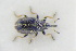  (Gymnetron rostellum - GBOLRL1168)  @11 [ ] CreativeCommons - Attribution Non-Commercial Share-Alike (2016) SNSB, Staatliche Naturwissenschaftliche Sammlungen Bayerns ZSM (SNSB, Zoologische Staatssammlung Muenchen)