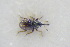  (Mecinus plantaginis - GBOLRL1170)  @11 [ ] CreativeCommons - Attribution Non-Commercial Share-Alike (2016) SNSB, Staatliche Naturwissenschaftliche Sammlungen Bayerns ZSM (SNSB, Zoologische Staatssammlung Muenchen)