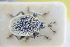  ( - GBOLRL1173)  @11 [ ] CreativeCommons - Attribution Non-Commercial Share-Alike (2016) SNSB, Staatliche Naturwissenschaftliche Sammlungen Bayerns ZSM (SNSB, Zoologische Staatssammlung Muenchen)