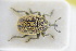  ( - GBOLRL1174)  @11 [ ] CreativeCommons - Attribution Non-Commercial Share-Alike (2016) SNSB, Staatliche Naturwissenschaftliche Sammlungen Bayerns ZSM (SNSB, Zoologische Staatssammlung Muenchen)