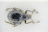  (Omias seminulum - GBOLRL1196)  @11 [ ] CreativeCommons - Attribution Non-Commercial Share-Alike (2016) SNSB, Staatliche Naturwissenschaftliche Sammlungen Bayerns ZSM (SNSB, Zoologische Staatssammlung Muenchen)