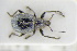  ( - GBOLRL1197)  @11 [ ] CreativeCommons - Attribution Non-Commercial Share-Alike (2016) SNSB, Staatliche Naturwissenschaftliche Sammlungen Bayerns ZSM (SNSB, Zoologische Staatssammlung Muenchen)