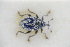  (Ceutorhynchus granulicollis - GBOLRL1219)  @11 [ ] CreativeCommons - Attribution Non-Commercial Share-Alike (2016) SNSB, Staatliche Naturwissenschaftliche Sammlungen Bayerns ZSM (SNSB, Zoologische Staatssammlung Muenchen)