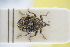  (Ceutorhynchus denticulatus - GBOLRL1221)  @11 [ ] CreativeCommons - Attribution Non-Commercial Share-Alike (2016) SNSB, Staatliche Naturwissenschaftliche Sammlungen Bayerns ZSM (SNSB, Zoologische Staatssammlung Muenchen)