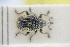  (Gymnetron thapsicola - GBOLRL1231)  @11 [ ] CreativeCommons - Attribution Non-Commercial Share-Alike (2016) SNSB, Staatliche Naturwissenschaftliche Sammlungen Bayerns ZSM (SNSB, Zoologische Staatssammlung Muenchen)