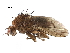  (Suillia notata - BIOUG21880-B04)  @14 [ ] CreativeCommons - Attribution (2015) CBG Photography Group Centre for Biodiversity Genomics