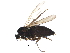  (Anevrina urbana - BIOUG22193-B06)  @14 [ ] CreativeCommons - Attribution (2015) CBG Photography Group Centre for Biodiversity Genomics