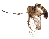 (Mycomya insignis - BIOUG22308-D05)  @13 [ ] CreativeCommons - Attribution (2015) CBG Photography Group Centre for Biodiversity Genomics