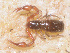  ( - GBOL10915)  @11 [ ] CreativeCommons - Attribution Non-Commercial Share-Alike (2014) Joerg Spelda SNSB, Zoologische Staatssammlung Muenchen