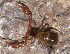  ( - GBOL10927)  @11 [ ] CreativeCommons - Attribution Non-Commercial Share-Alike (2014) Joerg Spelda SNSB, Zoologische Staatssammlung Muenchen