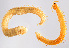  ( - GBOL11220)  @11 [ ] CreativeCommons - Attribution Non-Commercial Share-Alike (2015) SNSB (Staatliche Naurwissenschaftliche Sammlungen Bayerns) SNSB, Zoologische Staatssammlung Muenchen