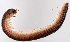  (Leptoiulus marcomannius - GBOL11253)  @11 [ ] CreativeCommons - Attribution Non-Commercial Share-Alike (2015) SNSB (Staatliche Naurwissenschaftliche Sammlungen Bayerns) SNSB, Zoologische Staatssammlung Muenchen