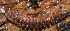  (Polydesmus monticola - GBOL11282)  @12 [ ] CreativeCommons - Attribution Non-Commercial Share-Alike (2014) Joerg Spelda SNSB, Zoologische Staatssammlung Muenchen