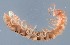  ( - GBOL14084)  @11 [ ] Unspecified (default): All Rights Reserved  SNSB (Staatliche Naurwissenschaftliche Sammlungen Bayerns) Unspecified