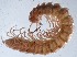  ( - GBOL14087)  @12 [ ] Unspecified (default): All Rights Reserved  SNSB (Staatliche Naurwissenschaftliche Sammlungen Bayerns) Unspecified