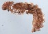  ( - GBOL14091)  @11 [ ] Unspecified (default): All Rights Reserved  SNSB (Staatliche Naurwissenschaftliche Sammlungen Bayerns) Unspecified