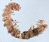  ( - GBOL14094)  @11 [ ] Unspecified (default): All Rights Reserved  SNSB (Staatliche Naurwissenschaftliche Sammlungen Bayerns) Unspecified