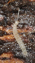  (Scutigerella causeyae - GBOL02726)  @11 [ ] CreativeCommons - Attribution Non-Commercial Share-Alike (2013) Joerg Spelda SNSB, Zoologische Staatssammlung Muenchen