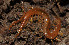  (Cryptops hortensis - GBOL02747)  @13 [ ] CreativeCommons - Attribution Non-Commercial Share-Alike (2013) Joerg Spelda SNSB, Zoologische Staatssammlung Muenchen