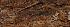  ( - GBOL02752)  @11 [ ] CreativeCommons - Attribution Non-Commercial Share-Alike (2013) Joerg Spelda SNSB, Zoologische Staatssammlung Muenchen